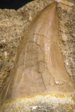 07783 - Beautiful 1.80 Inch Platecarpus ptychodon (Mosasaur) Rooted Tooth in Matrix