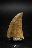 04985 - Nicely Preserved 1.63 Inch Mosasaur (Prognathodon anceps) Tooth