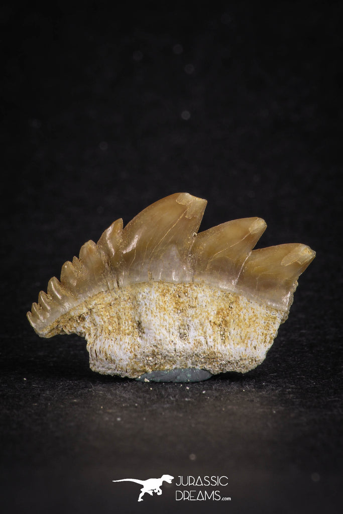 88119 - Collector Grade 1.10 Inch Notidanodon loozi (Cow Shark) Tooth