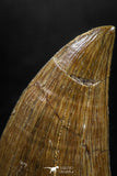 04985 - Nicely Preserved 1.63 Inch Mosasaur (Prognathodon anceps) Tooth