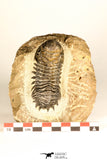 30731 - Top Beautiful 3.04 Inch Crotalocephalina (Crotalocephalus) gibbus Lower Devonian Trilobite
