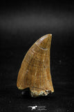 04985 - Nicely Preserved 1.63 Inch Mosasaur (Prognathodon anceps) Tooth