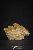 88119 - Collector Grade 1.10 Inch Notidanodon loozi (Cow Shark) Tooth