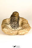 30731 - Top Beautiful 3.04 Inch Crotalocephalina (Crotalocephalus) gibbus Lower Devonian Trilobite