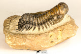 30731 - Top Beautiful 3.04 Inch Crotalocephalina (Crotalocephalus) gibbus Lower Devonian Trilobite