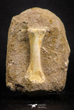 07784 - Finest Grade Unidentified Mosasaur Phalanx Paddle Bone in Matrix Cretaceous