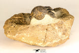 30731 - Top Beautiful 3.04 Inch Crotalocephalina (Crotalocephalus) gibbus Lower Devonian Trilobite