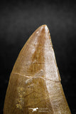 04986 - Top Rare 1.48 Inch Huge Mosasaurus hoffmanni Tooth Late Cretaceous