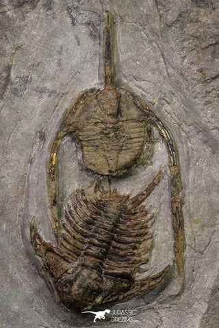 20567 - Insane Association Foulonia sp + Ampyx sp Lower Ordovician Trilobites Fezouata Formation