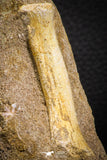 07784 - Finest Grade Unidentified Mosasaur Phalanx Paddle Bone in Matrix Cretaceous