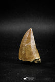 04986 - Top Rare 1.48 Inch Huge Mosasaurus hoffmanni Tooth Late Cretaceous
