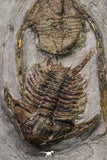 20567 - Insane Association Foulonia sp + Ampyx sp Lower Ordovician Trilobites Fezouata Formation