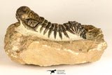 30731 - Top Beautiful 3.04 Inch Crotalocephalina (Crotalocephalus) gibbus Lower Devonian Trilobite