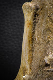 07784 - Finest Grade Unidentified Mosasaur Phalanx Paddle Bone in Matrix Cretaceous