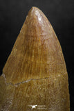04986 - Top Rare 1.48 Inch Huge Mosasaurus hoffmanni Tooth Late Cretaceous