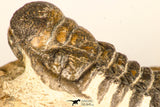 30731 - Top Beautiful 3.04 Inch Crotalocephalina (Crotalocephalus) gibbus Lower Devonian Trilobite