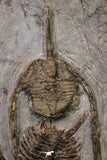 20567 - Insane Association Foulonia sp + Ampyx sp Lower Ordovician Trilobites Fezouata Formation
