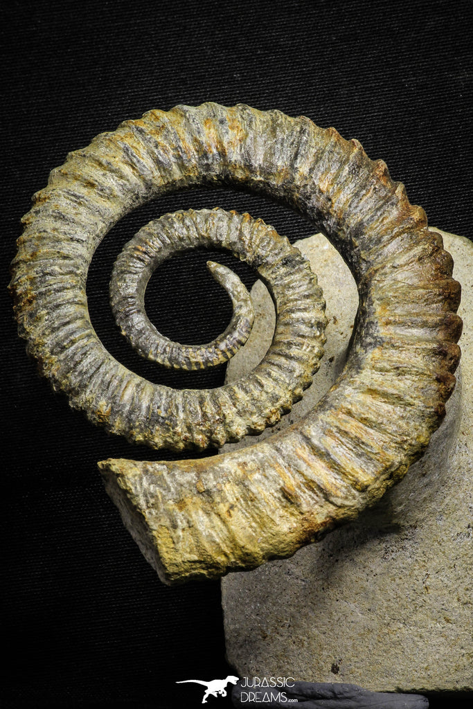 22032 - Premium Grade 4.27 Inch Anetoceras sp Devonian Ammonite "Free Standing Preparation"