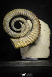 22032 - Premium Grade 4.27 Inch Anetoceras sp Devonian Ammonite "Free Standing Preparation"