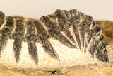 30731 - Top Beautiful 3.04 Inch Crotalocephalina (Crotalocephalus) gibbus Lower Devonian Trilobite