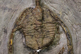 20567 - Insane Association Foulonia sp + Ampyx sp Lower Ordovician Trilobites Fezouata Formation