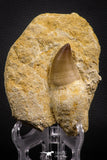 07785 - Top Huge Rooted 3.50 Inch Mosasaur (Prognathodon anceps) Tooth in Matrix