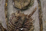 20567 - Insane Association Foulonia sp + Ampyx sp Lower Ordovician Trilobites Fezouata Formation