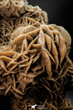 07939 - Top Beautiful 6.61 Inch Desert Rose (Selenite) - Sahara Desert