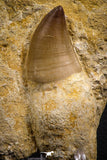 07785 - Top Huge Rooted 3.50 Inch Mosasaur (Prognathodon anceps) Tooth in Matrix