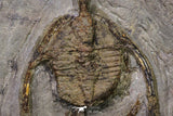 20567 - Insane Association Foulonia sp + Ampyx sp Lower Ordovician Trilobites Fezouata Formation