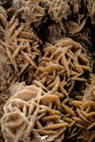 07939 - Top Beautiful 6.61 Inch Desert Rose (Selenite) - Sahara Desert