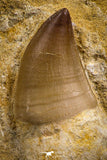 07785 - Top Huge Rooted 3.50 Inch Mosasaur (Prognathodon anceps) Tooth in Matrix