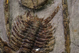 20567 - Insane Association Foulonia sp + Ampyx sp Lower Ordovician Trilobites Fezouata Formation