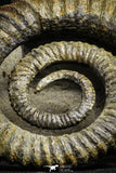 22032 - Premium Grade 4.27 Inch Anetoceras sp Devonian Ammonite "Free Standing Preparation"
