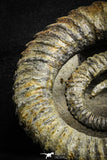 22032 - Premium Grade 4.27 Inch Anetoceras sp Devonian Ammonite "Free Standing Preparation"