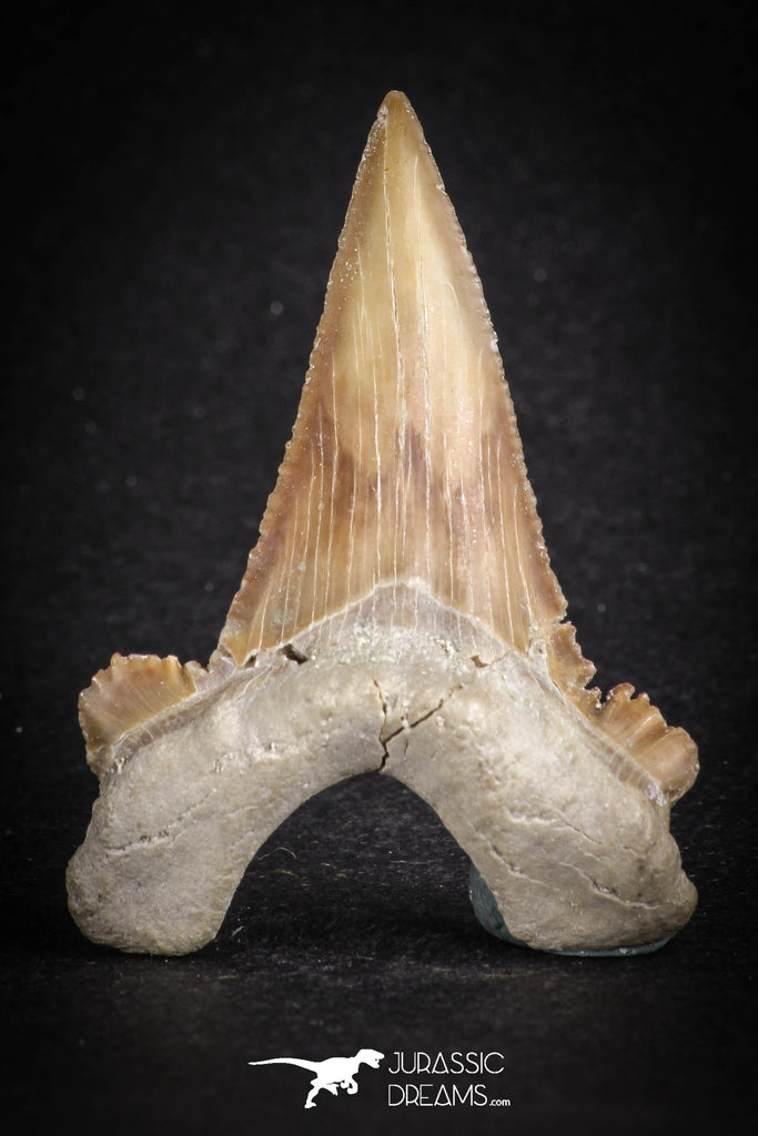 88124 - Strongly Serrated 1.86 Inch Palaeocarcharodon orientalis (Pygmy white Shark) Tooth