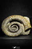 22032 - Premium Grade 4.27 Inch Anetoceras sp Devonian Ammonite "Free Standing Preparation"