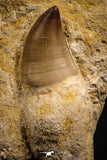 07785 - Top Huge Rooted 3.50 Inch Mosasaur (Prognathodon anceps) Tooth in Matrix