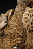 07939 - Top Beautiful 6.61 Inch Desert Rose (Selenite) - Sahara Desert