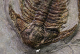 20567 - Insane Association Foulonia sp + Ampyx sp Lower Ordovician Trilobites Fezouata Formation
