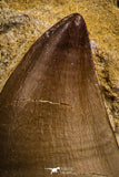 07785 - Top Huge Rooted 3.50 Inch Mosasaur (Prognathodon anceps) Tooth in Matrix