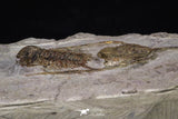 20567 - Insane Association Foulonia sp + Ampyx sp Lower Ordovician Trilobites Fezouata Formation