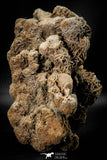 07939 - Top Beautiful 6.61 Inch Desert Rose (Selenite) - Sahara Desert