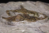 20567 - Insane Association Foulonia sp + Ampyx sp Lower Ordovician Trilobites Fezouata Formation