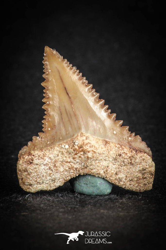 88125 - Strongly Serrated 1.00 Inch Palaeocarcharodon orientalis (Pygmy white Shark) Tooth