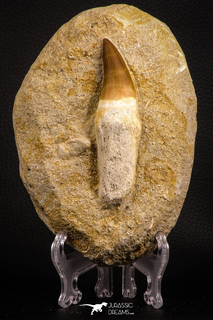 07786 - Top Huge Rooted 3.82 Inch Mosasaur (Prognathodon anceps) Tooth in Matrix