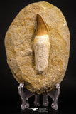 07786 - Top Huge Rooted 3.82 Inch Mosasaur (Prognathodon anceps) Tooth in Matrix