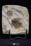 20568 - Insane Association Foulonia sp + Ampyx sp Lower Ordovician Trilobites Fezouata Formation