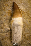 07786 - Top Huge Rooted 3.82 Inch Mosasaur (Prognathodon anceps) Tooth in Matrix