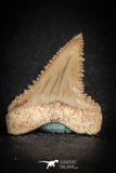 88125 - Strongly Serrated 1.00 Inch Palaeocarcharodon orientalis (Pygmy white Shark) Tooth